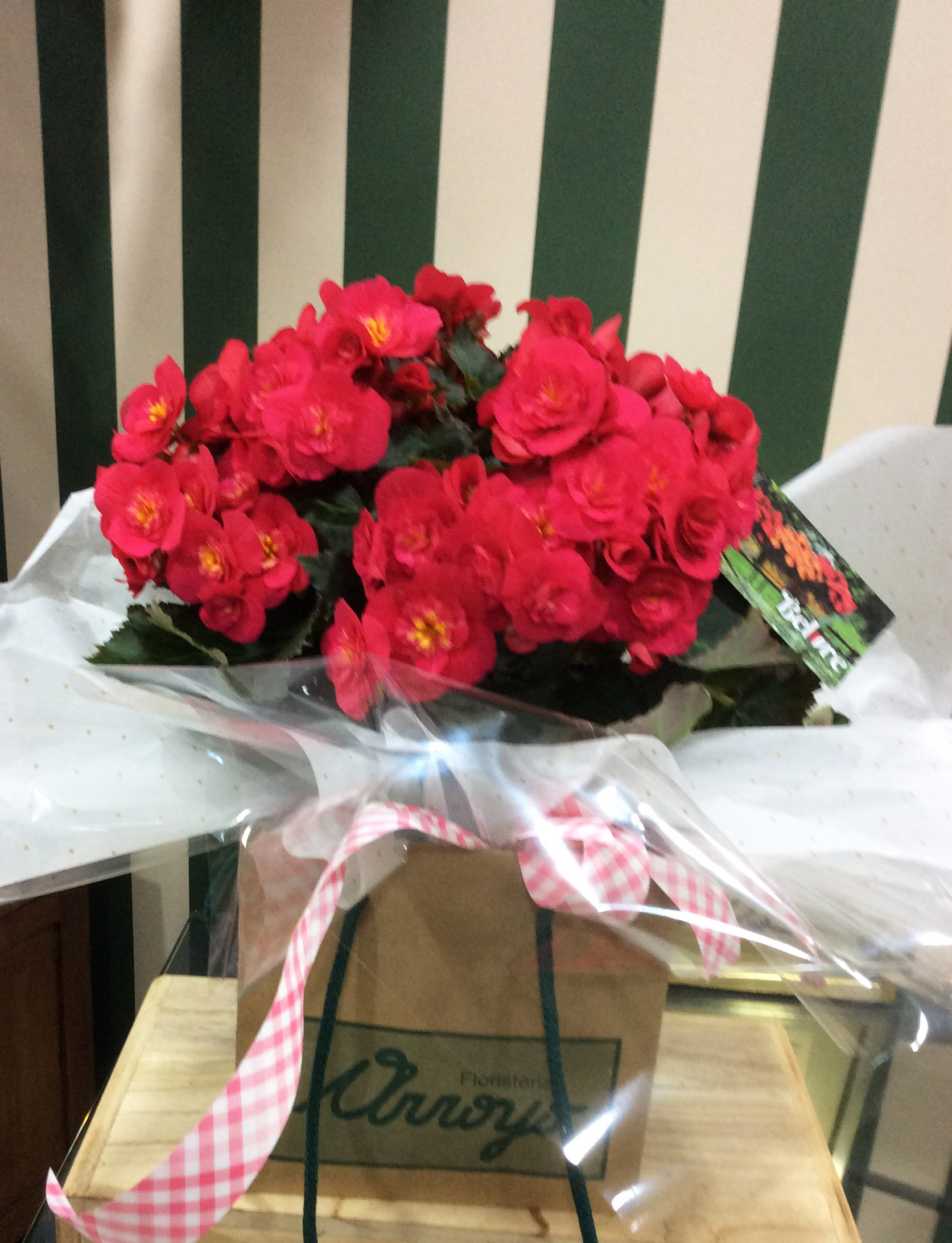 Begonia - ARROYO FLORISTERIA LLEIDA FLORES CEREMONIAS EVENTOS PLANTAS ROSAS  SANT JORDI SANT VALENTIN NACIMIENTOS PELUCHES PELUIX CORONAS FUNERARIAS  JARRONES CORONAS FUNERARIAS COMPLEMENTOS ONLINE AVINGUDA BALMES OFERTA  SEMANAL FACEBOOK ROSAS ORQUIDEAS ...