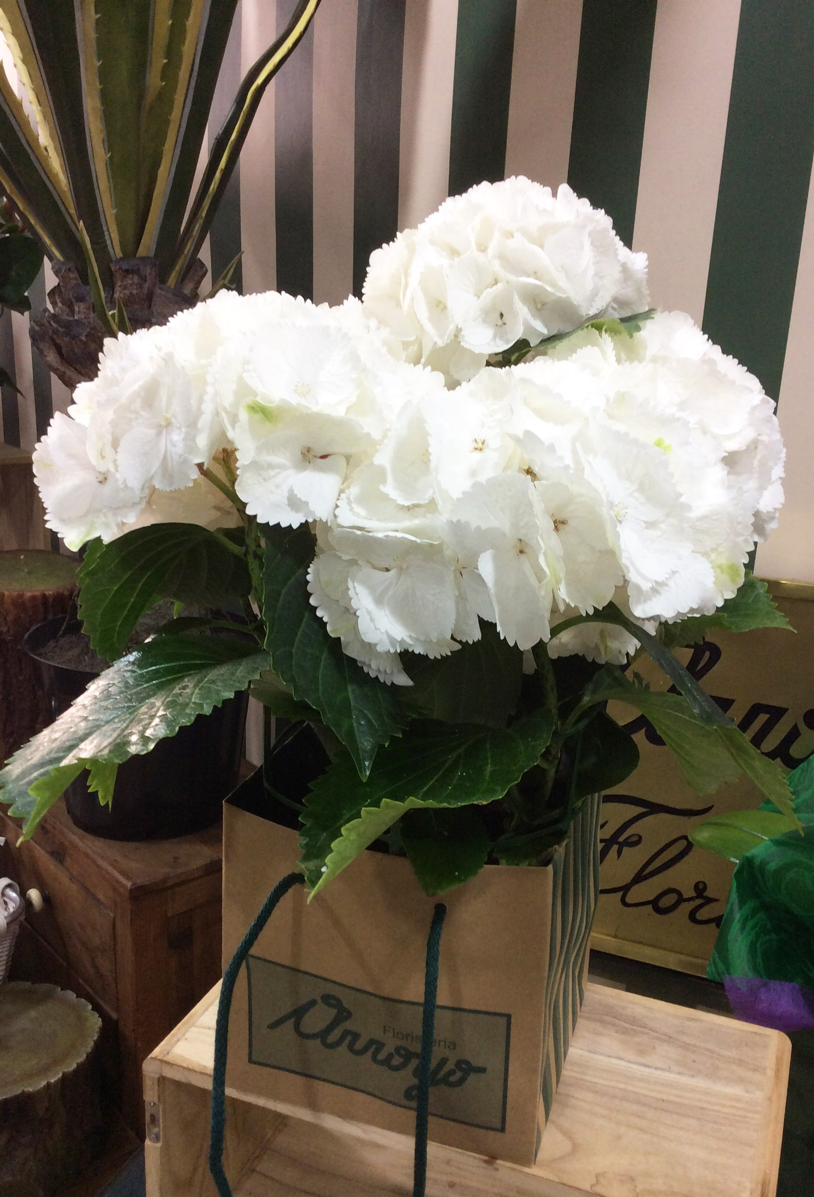 IMG_0783-Hortensia-2