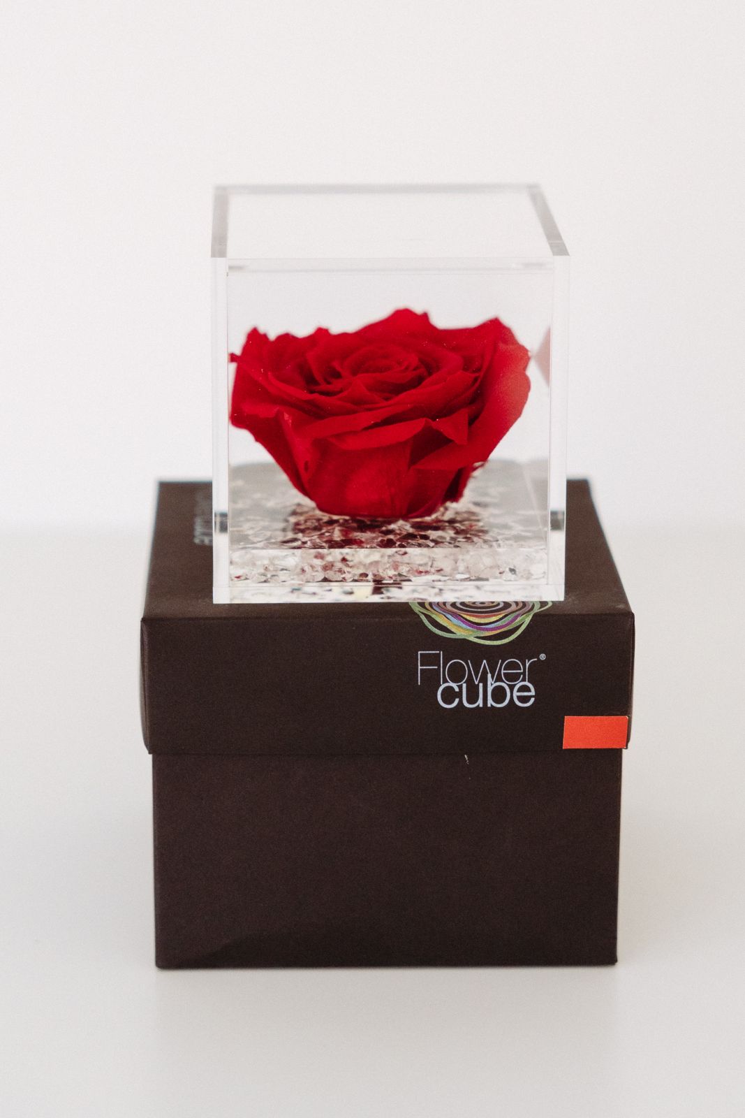 2026-sv-rosa-eterna (5)