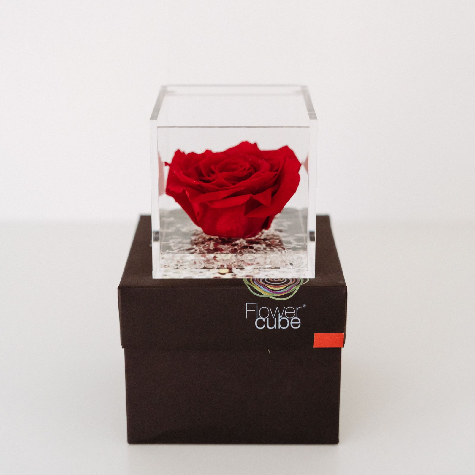 2026-sv-rosa-eterna (6)