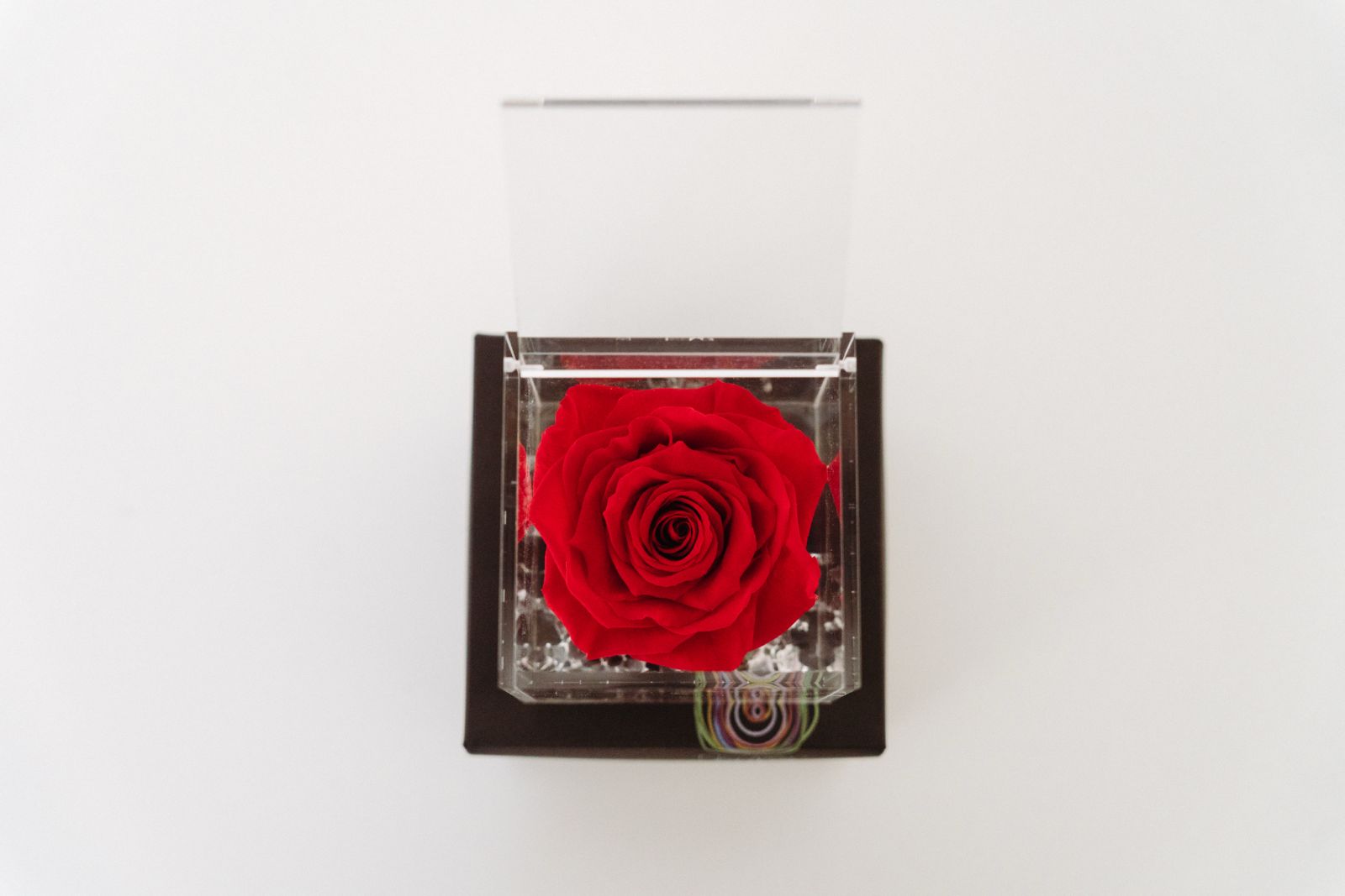 2026-sv-rosa-eterna (7)