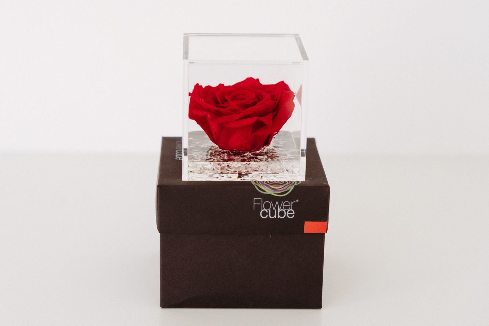 2026-sv-rosa-eterna (8)